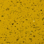 Sunrise Yellow